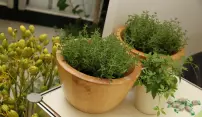 Začala letní Flora, tentokrát bylinková Začala letní Flora, tentokrát bylinková