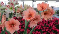 Začala jarní Flora Začala jarní Flora