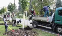 Obrovský zájem o výsadbu stromů překvapil i odborníky Obrovský zájem o výsadbu stromů překvapil i odborníky