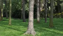 Začíná výsadba Holického lesa Začíná výsadba Holického lesa