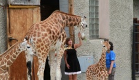 Starostka Bratislavy pokřtila 60. mládě žirafy