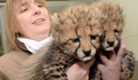 Olomoucká zoo slaví chovatelský úspěch, tentokrát u gepardů