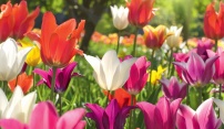 Jarní Flora promění olomoucké výstaviště ve Smyslů plnou zahradu
