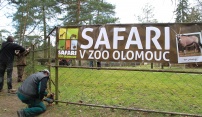 Otevření africké části safari v Zoo se blíží