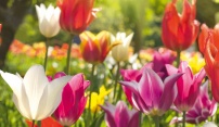 Jarní Flora promění olomoucké výstaviště ve Smyslů plnou zahradu
