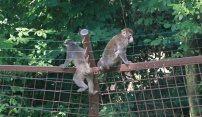 Zoo Olomouc zve na výběh makaků. Otevření zpestřili první útěkáři