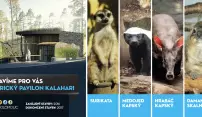 V zoo vyrůstá nový pavilon Kalahari V zoo vyrůstá nový pavilon Kalahari