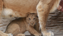Přijďte se do Zoo Olomouc podívat na vzácné lvíče