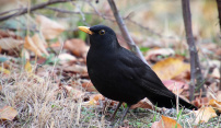 Petr Loyka: Přikrmování volně žijících ptáků není rizikové 