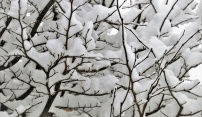 Těžký sníh komplikuje dopravu a může lámat větve