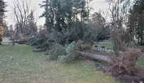 Větrná smršť ničila stromy také v parcích. Nejhorší situace je ale v lesích Větrná smršť ničila stromy také v parcích. Nejhorší situace je ale v lesích