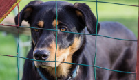 Útulek pro zatoulané psy: o službě muselo rozhodnout standardní výběrové řízení