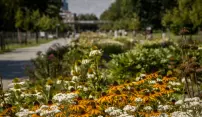 Nové trvalkové záhony na Rudolfově aleji potěší obyvatele Olomouce i drobné živočichy a hmyz Nové trvalkové záhony na Rudolfově aleji potěší obyvatele Olomouce i drobné živočichy a hmyz