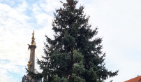 Olomouc už má vánoční strom