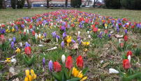 Krokusy a tulipány vítají jaro v Olomouci