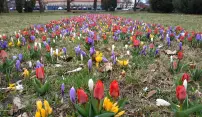 Krokusy a tulipány vítají jaro v Olomouci Krokusy a tulipány vítají jaro v Olomouci