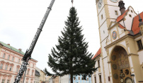 Olomoucký vánoční strom už je na náměstí. Rozsvítí se v neděli