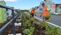 Růže a tavolníky doplní Velkomoravskou ulici Růže a tavolníky doplní Velkomoravskou ulici