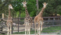 Olomoucký žirafí samec odcestoval do francouzské zoo Olomoucký žirafí samec odcestoval do francouzské zoo
