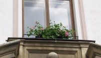 V oknech radnice se znovu objevily muškáty