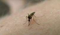 Informace k problematice komárů