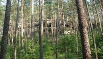 Správa lesů města Olomouce vysadila 253 000 kusů stromků lesních dřevin