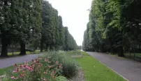 Obnova Rudolfovy aleje je plánována s ohledem na živočichy na dvě etapy Obnova Rudolfovy aleje je plánována s ohledem na živočichy na dvě etapy