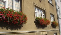 Soutěž o nejkrásnější květinovou výzdobu v Olomouci zná svého vítěze