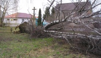 Poškození stromů v Olomouci