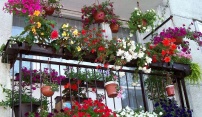 Soutěž o nejkrásnější květinovou výzdobu v Olomouci