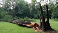 Bouře poničila hlavně stromy v sadech