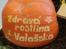 Podzimní Flora Olomouc 2020 | Foto: Blanka Martinovská